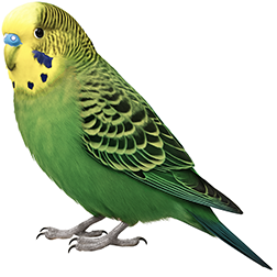 Dark Green Budgie